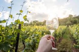 Weinwanderung Hohenstein