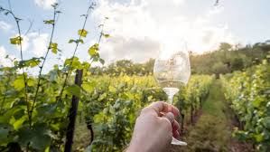 Weinwanderung Hohenstein